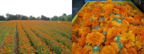 calendula