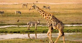 Chobe Riverfront