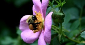 bee