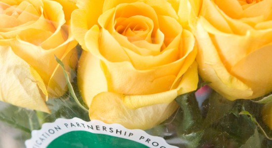Whole Trade Roses