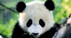 Pandafea
