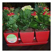 herb-planter